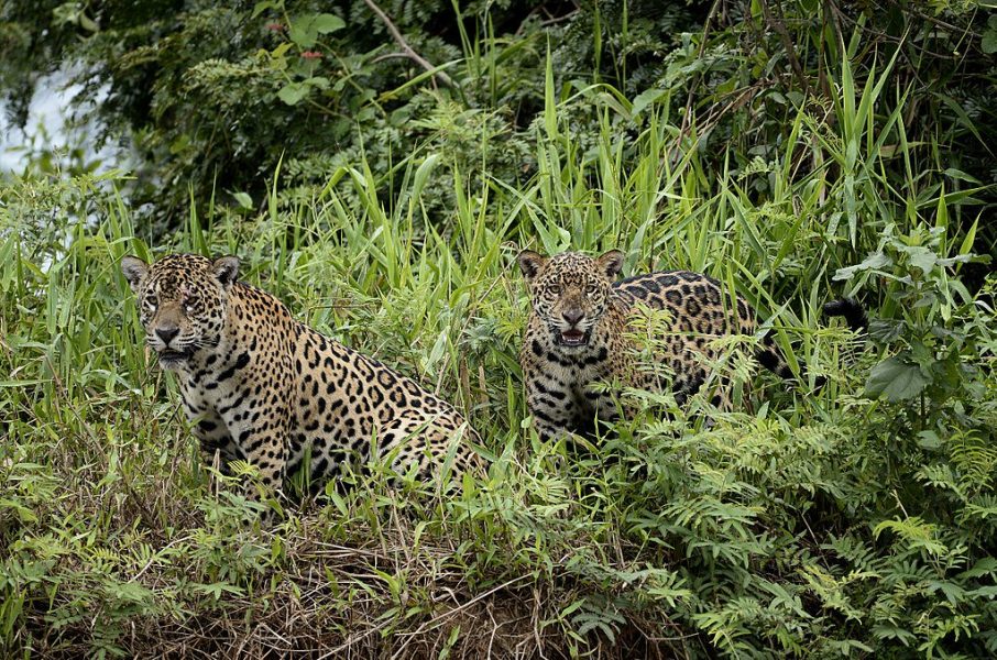 jaguar jaguarete Programa de Conservación del Jaguarete en el Chaco TW Jaguarete_PCJC
