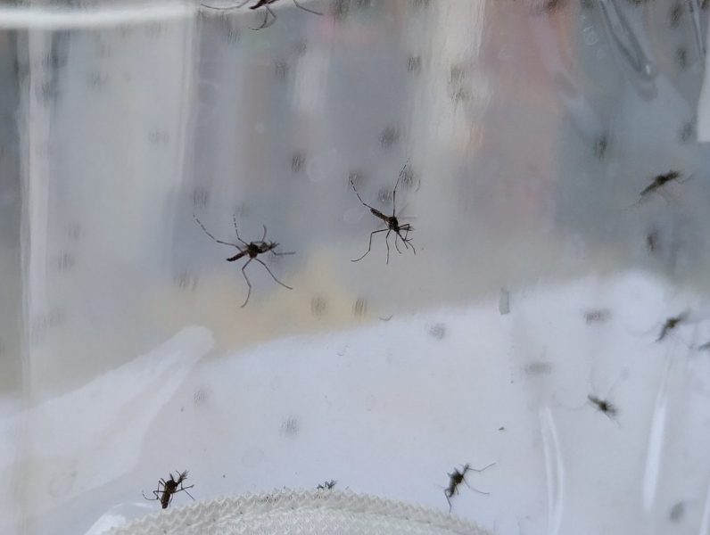 mosquito criaderos larvas Aedes aegypti Arbovirosis infestacion dengue zika chikungunya SENEPA